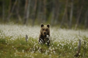 Orso bruno in Trentino