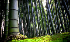 foresta-di-bambù-1
